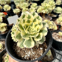 Rare Succulents - Aeonium Variegated Maybach Cluster Old Stem