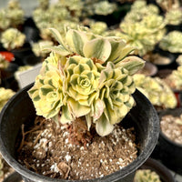 Rare Succulents - Aeonium Variegated Maybach Cluster Old Stem