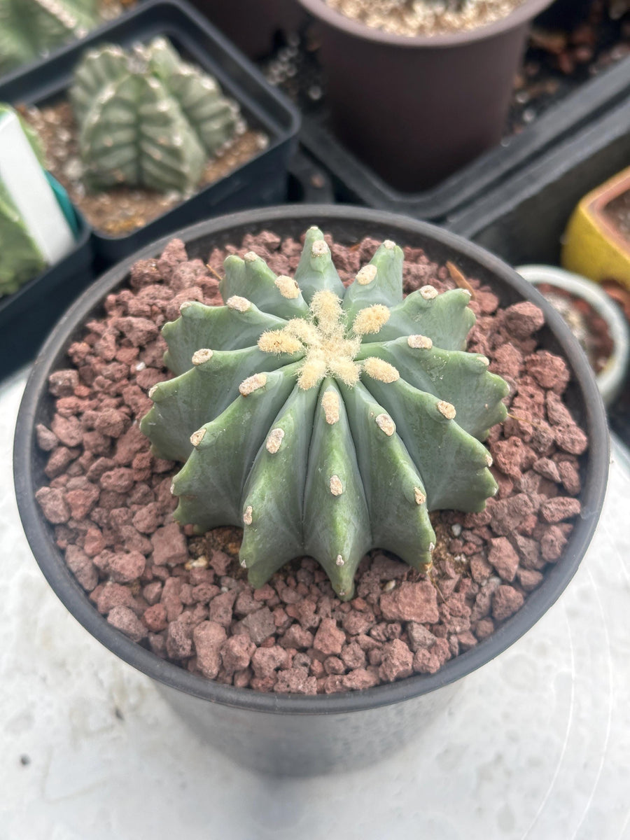 Ferocactus Glaucescens Inermis 6 inch, Rare Cactus Stunning Succulent for Your Collection - Limited Availability