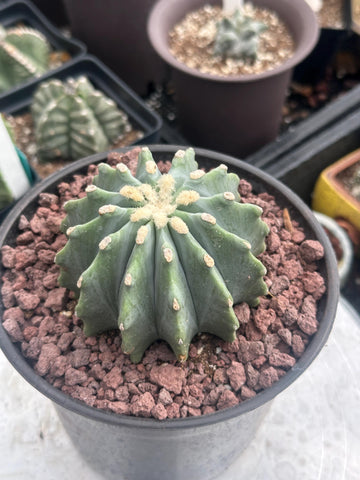 Ferocactus Glaucescens Inermis 6 inch, Rare Cactus Stunning Succulent for Your Collection - Limited Availability