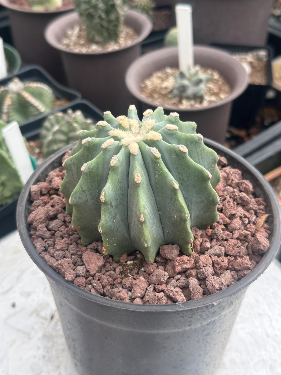 Ferocactus Glaucescens Inermis 6 inch, Rare Cactus Stunning Succulent for Your Collection - Limited Availability