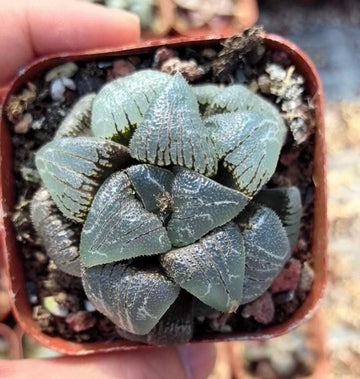 Rare Haworthia Correcta Cloudy Moon