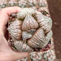 Rare Haworthia Pygmaea Round Leaves