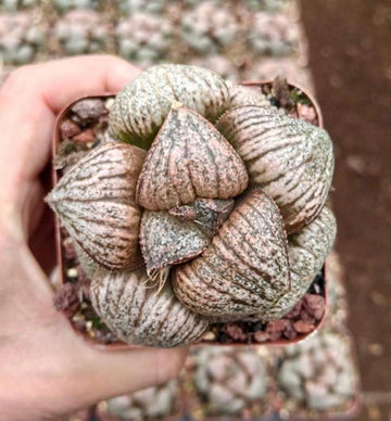 Rare Haworthia Pygmaea Round Leaves