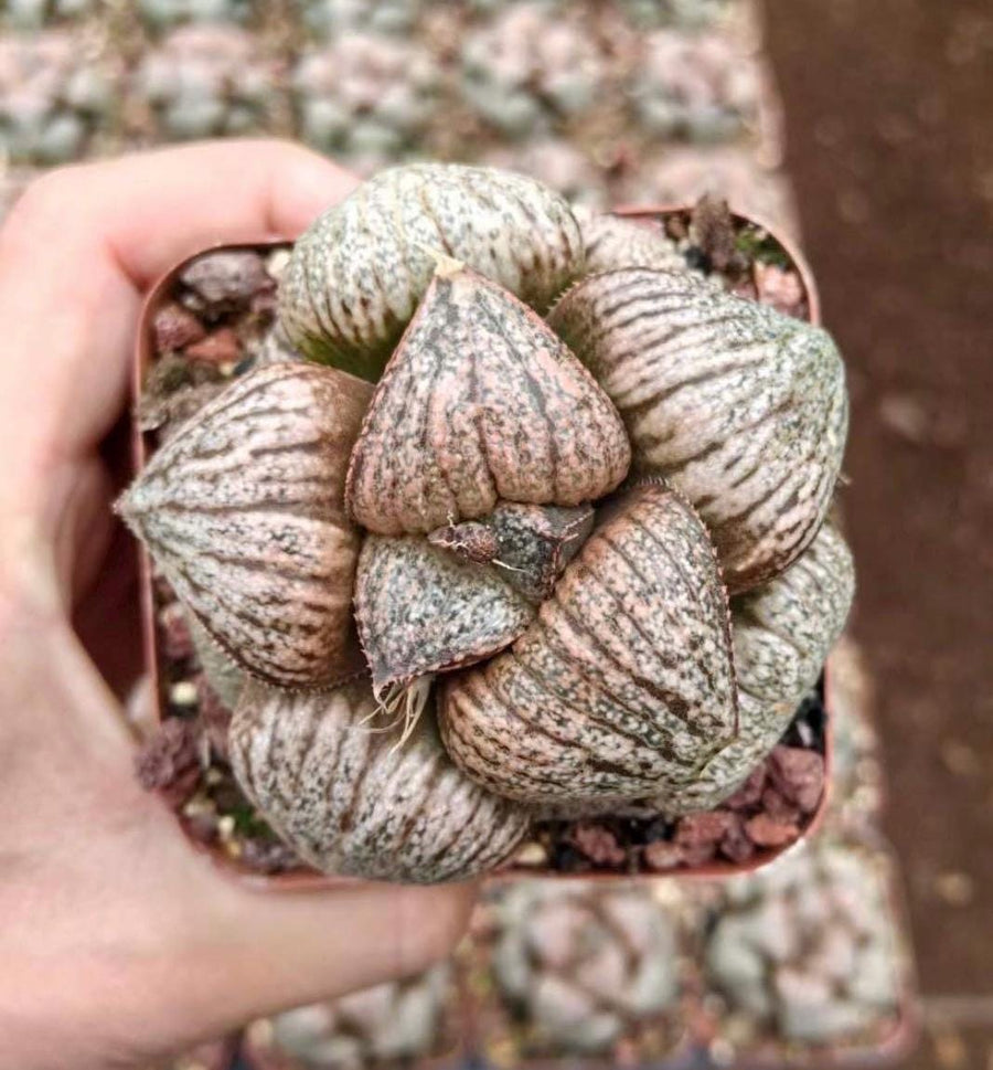 Rare Haworthia Pygmaea Round Leaves