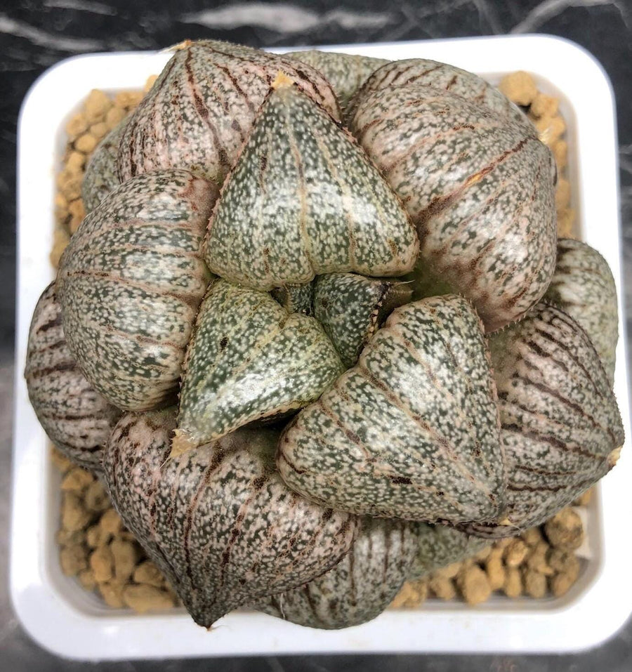 Rare Haworthia Pygmaea Round Leaves