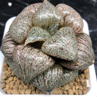 Rare Haworthia Pygmaea Round Leaves