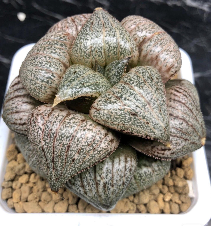 Rare Haworthia Pygmaea Round Leaves