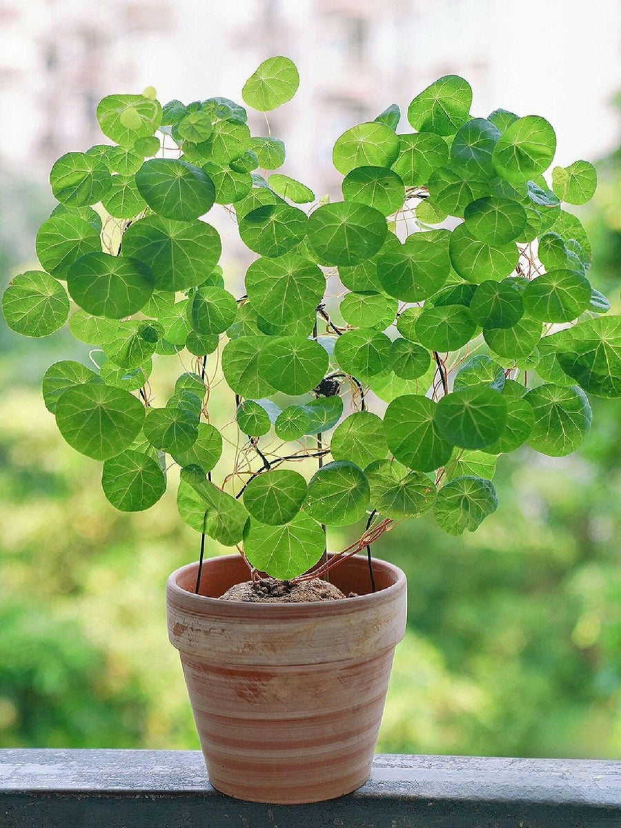 a potted plant with green leaves on a window sill
