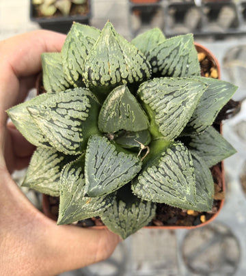 Rare Haworthia Comptoniana Hybrid ‘Marilyn’