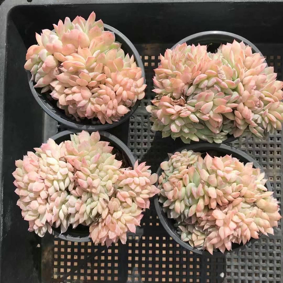 Rare Succulents - Echeveria Suryeon Crested