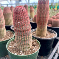 Rare Cactus - Echinocereus Rigidissimus 'Rainbow Cactus' (Single Stem)