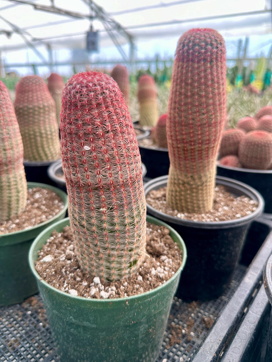 Rare Cactus - Echinocereus Rigidissimus 'Rainbow Cactus' (Single Stem 6”-8” tall)