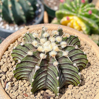 Rare Cactus - Gymnocalycium Mihanovichii LB2178