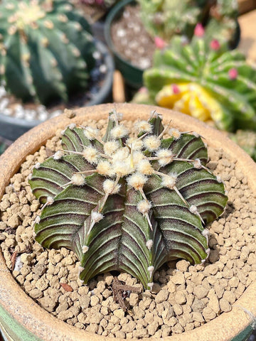 Rare Cactus - Gymnocalycium Mihanovichii LB2178