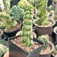 Rare Cactus - Eulychnia Castanea cv. varispiralis