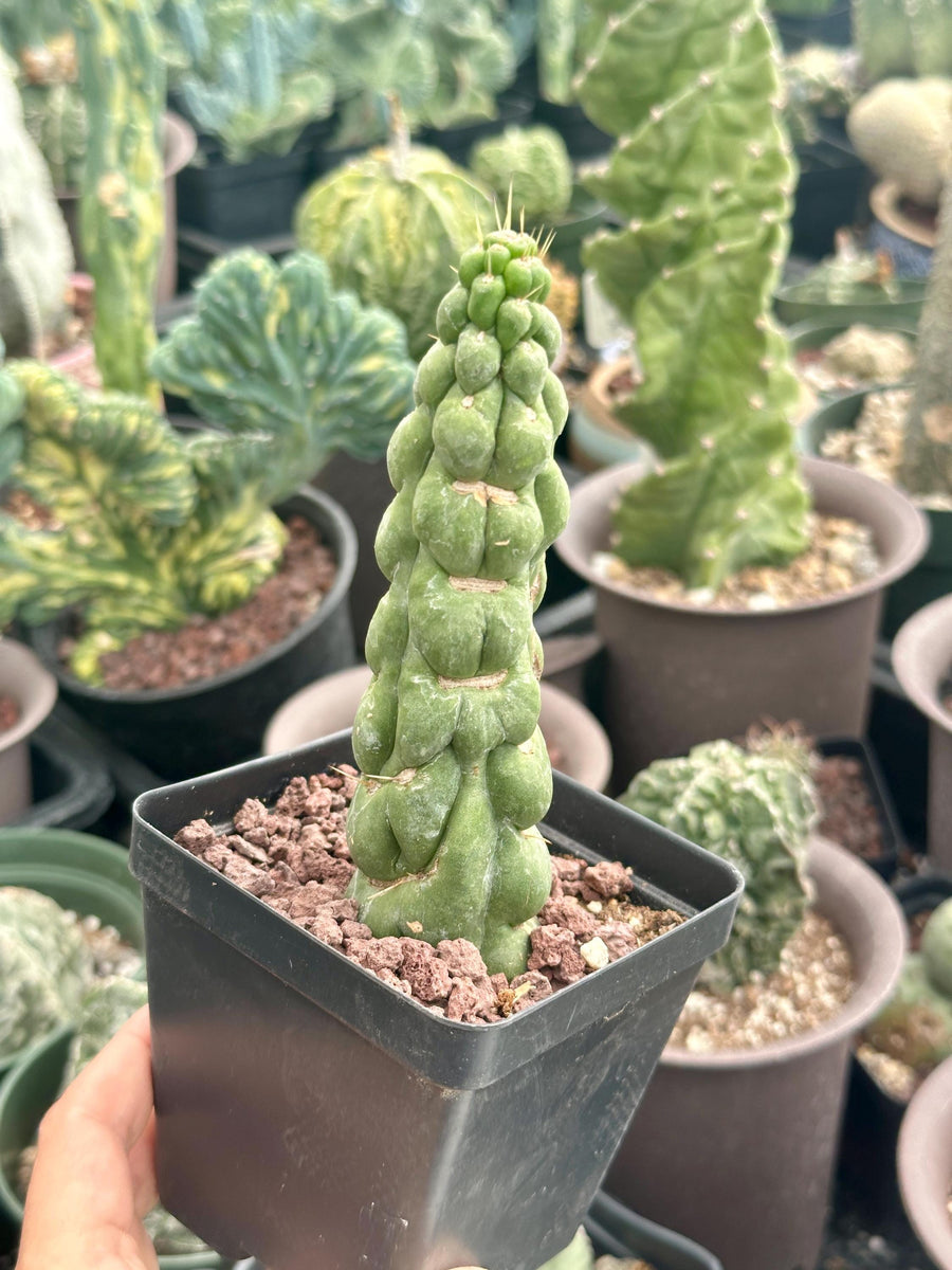 Rare Cactus - Eulychnia Castanea cv. varispiralis