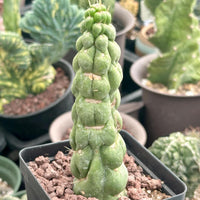 Rare Cactus - Eulychnia Castanea cv. varispiralis