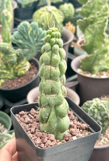 Rare Cactus - Eulychnia Castanea cv. varispiralis