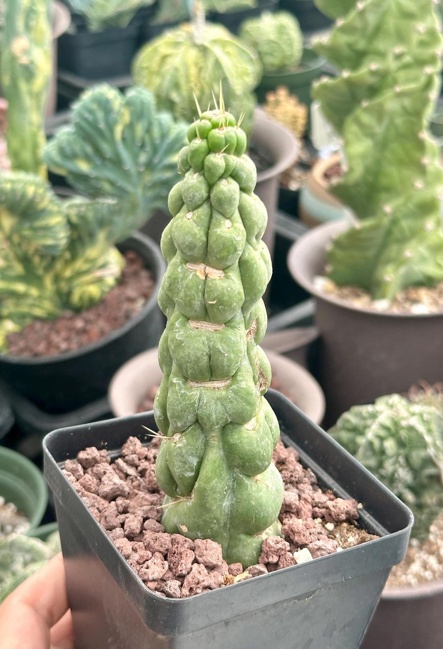 Rare Cactus - Eulychnia Castanea cv. varispiralis