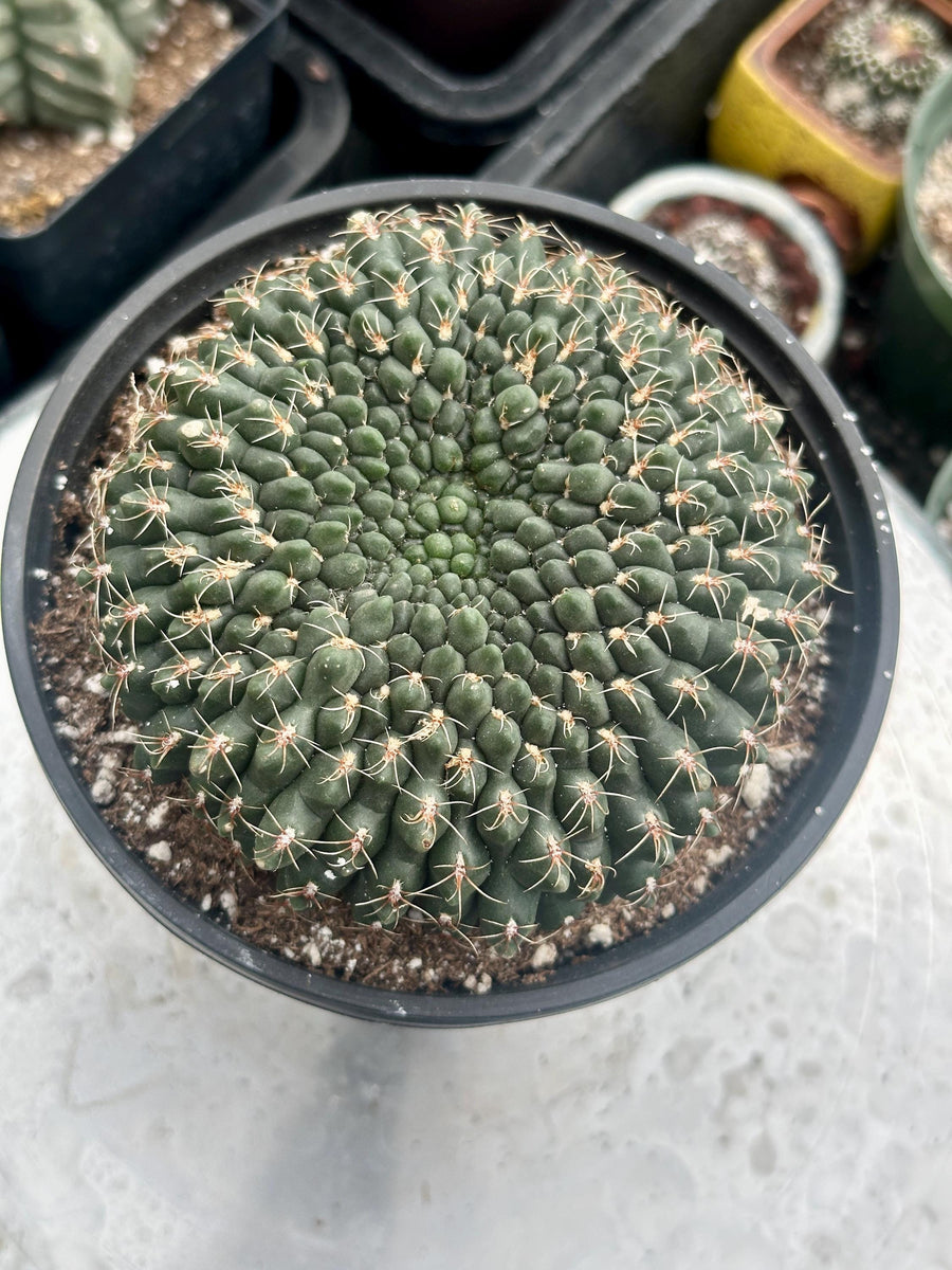 Rare Cactus - Gymnocalycium Baldianum Crested