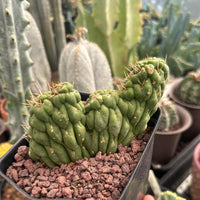 Rare Cactus - Eulychnia Crastanea Crestata 'Unicorn Cactus'