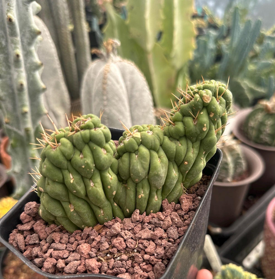 Rare Cactus - Eulychnia Crastanea Crestata 'Unicorn Cactus'