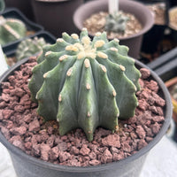 Rare Cactus - Ferocactus Glaucescens Inermis (3"-4")