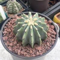 Rare Cactus - Ferocactus Glaucescens Inermis (3"-4")