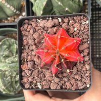 Rare Cactus - Gymnocalycium Mihanovichii Var. Friedrichii Werderm Variegata