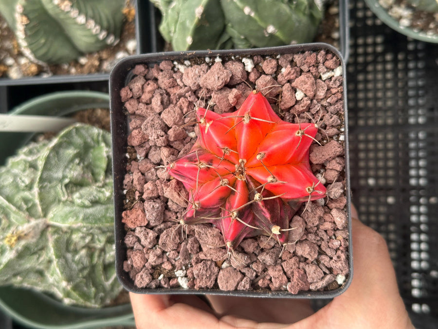 Rare Cactus - Gymnocalycium Mihanovichii Var. Friedrichii Werderm Variegata