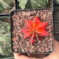 Rare Cactus - Gymnocalycium Mihanovichii Var. Friedrichii Werderm Variegata