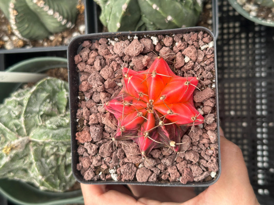 Rare Cactus - Gymnocalycium Mihanovichii Var. Friedrichii Werderm Variegata