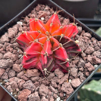 Rare Cactus - Gymnocalycium Mihanovichii Var. Friedrichii Werderm Variegata