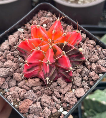 Rare Cactus - Gymnocalycium Mihanovichii Var. Friedrichii Werderm Variegata