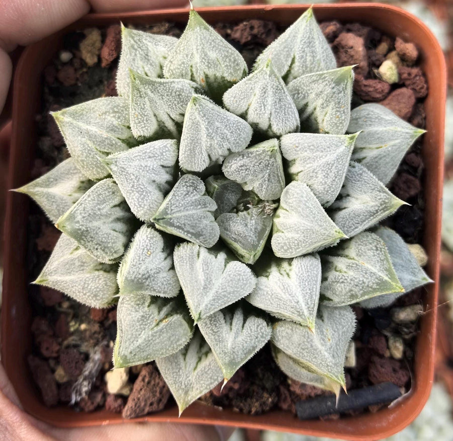 Rare Succulents - Haworthia 'Love'