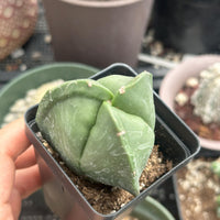 a person holding a potted plant in their hand