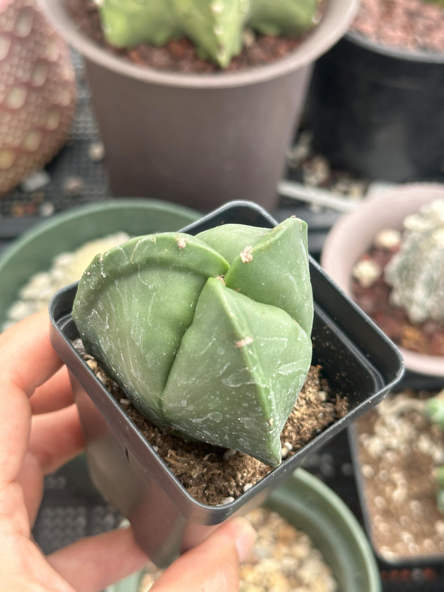 a person holding a potted plant in their hand