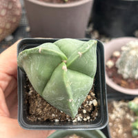 a person holding a potted plant in their hand