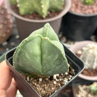 a person holding a small potted plant in their hand