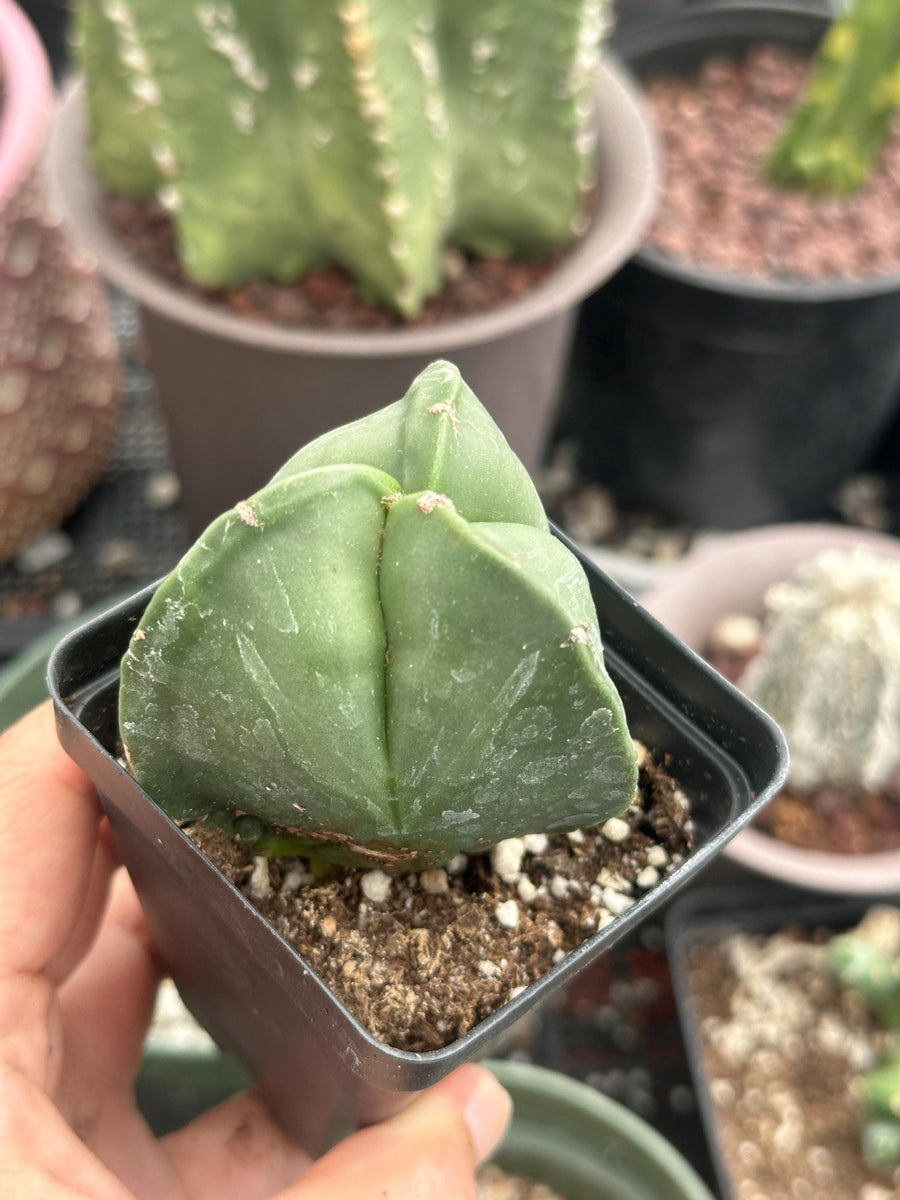 a person holding a small potted plant in their hand