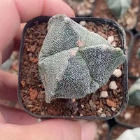 Rare Cactus - Astrophytum Myriostigma 3 sides (2”)