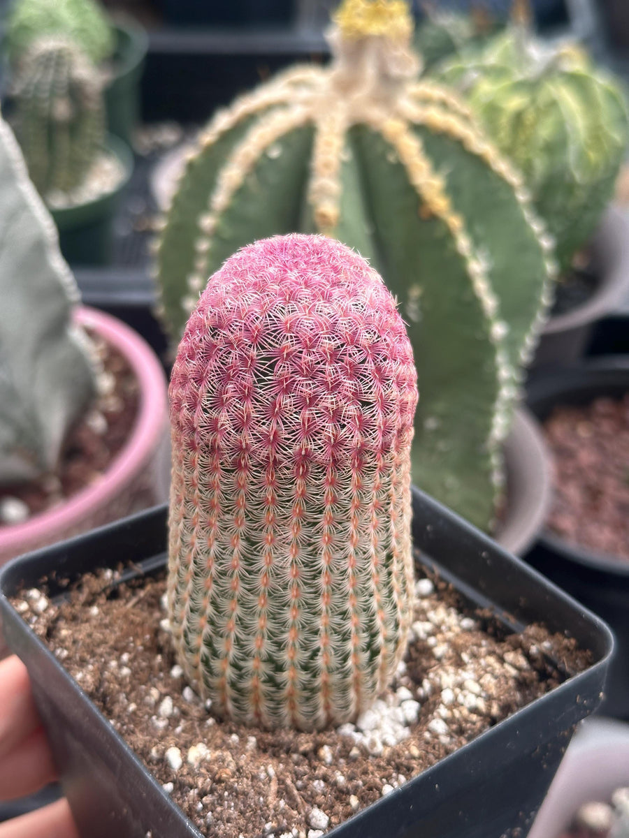 Rare Cactus - Echinocereus Rigidissimus 'Rainbow Cactus' Seed Grown (Single Stem)