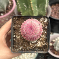 a person holding a small pink ball in a potted plant