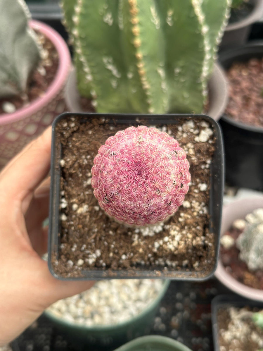 a person holding a small pink ball in a potted plant