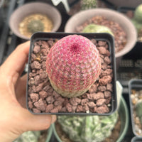 a person holding a small potted plant in their hand