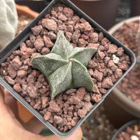 a person holding a small plant in their hand