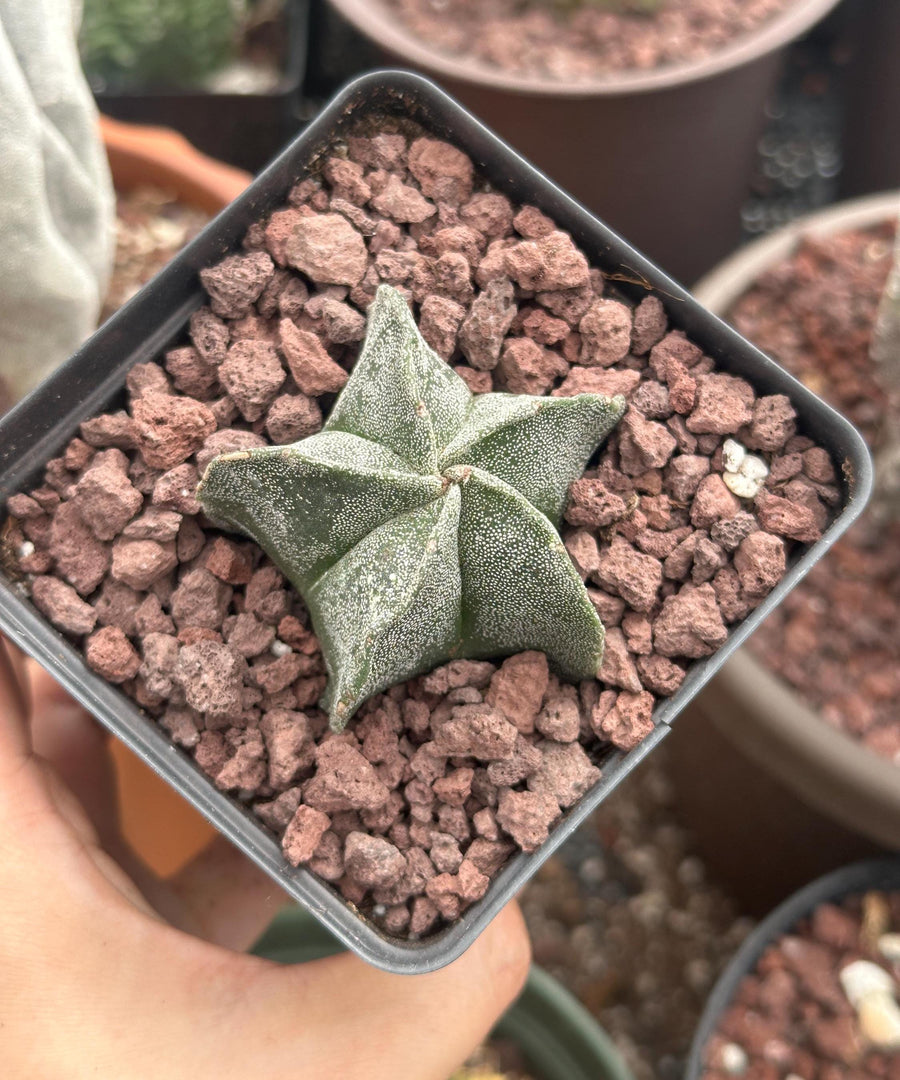 a person holding a small plant in their hand