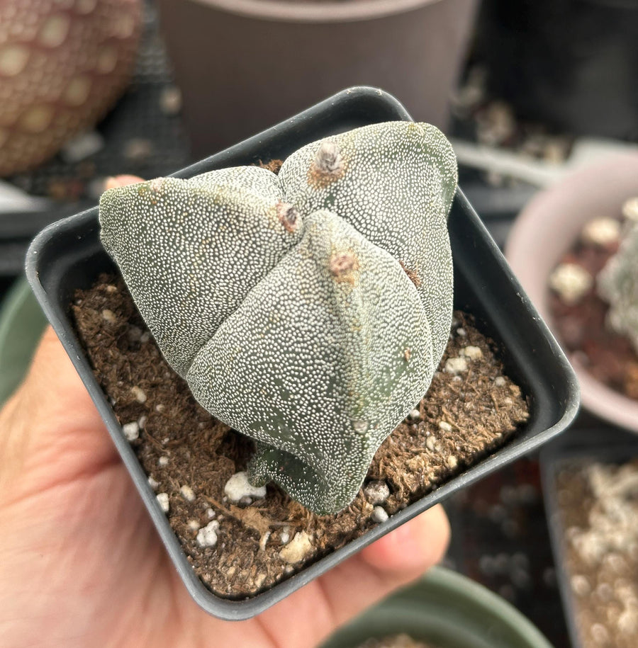 a person holding a small potted plant in their hand