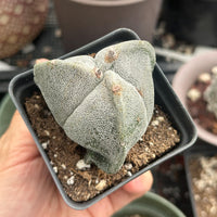 a person holding a small potted plant in their hand